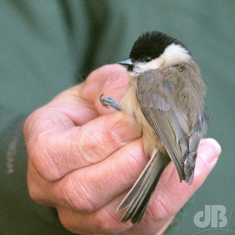 Marsh Tit