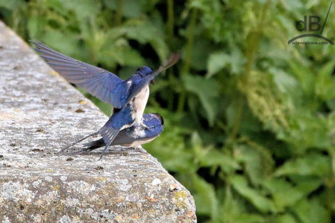 Mating swallows, Waterbeach, Cambridgeshire