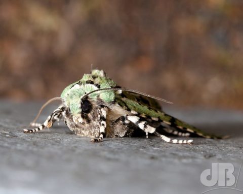 First Merveille du Jour of the year - October 2020