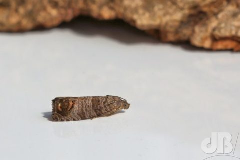 Codling Moth Cydia pomonella (Linnaeus, 1758)