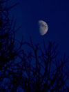 Moon (Photo by David Bradley)