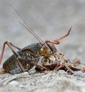 Mormon Cricket - Cannibalism