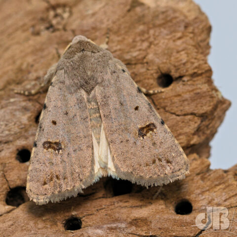 Clancy's Rustic moth