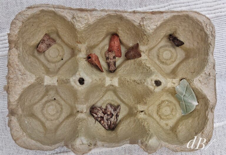 Various moths in an egg carton from the moth trap
