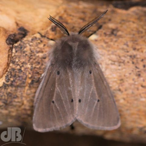 Overhead view male Muslin moth