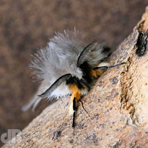 Photo stacked Muslin moth