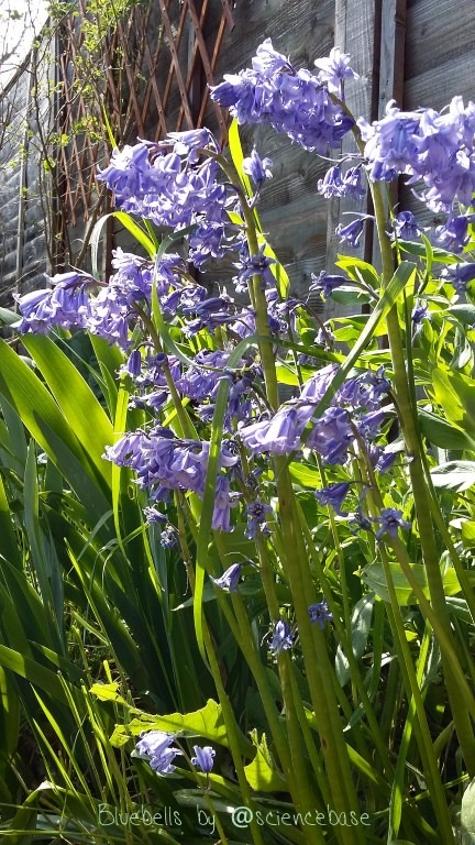 native-bluebells