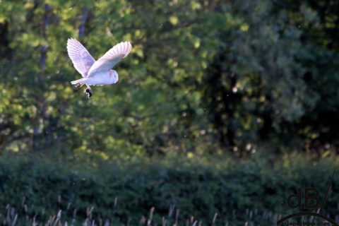 barn owl and barn