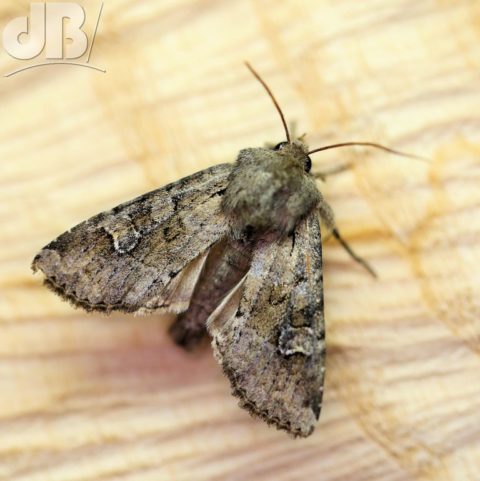 Rustic Shoulder Knot (Apamea sordens)