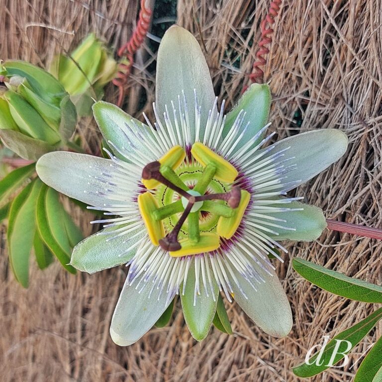 passion-flower