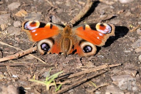 First Peacock butterfly of 2019, RSPB Fen Drayton