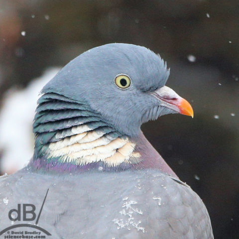 Wood Pigeon