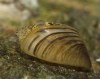 poisonous zebra mussel