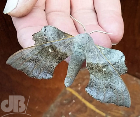 poplar hawk moth