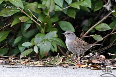 Dunnock