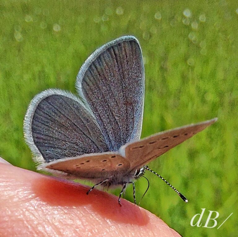 A Small Blue butterfly puddling on my finger, probing with its proboscis to find moisture and nutrients. They usually do this on animal poo!