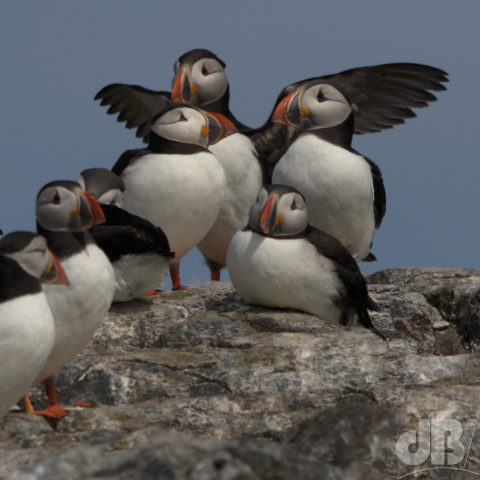 Puffins, Inner Farne