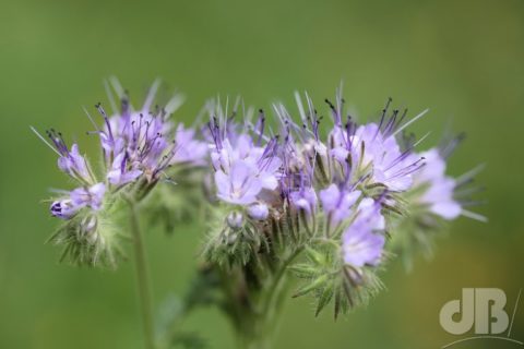 Curling purple flowers