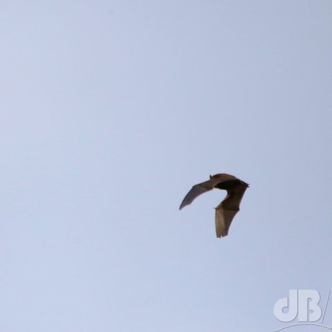 The surprising sight of a bat flying at midday