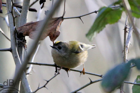 Goldcrest