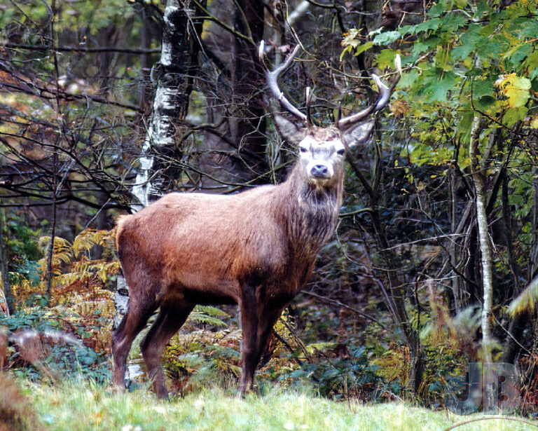 Red Deer, English Lake District
