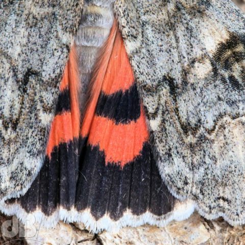 Closeup of the underwing of a Red Underwing Catocala nupta (Linnaeus, 1767)