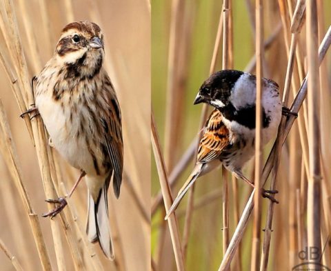 reed buntings male female