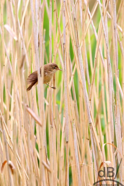 reed warbler ouse