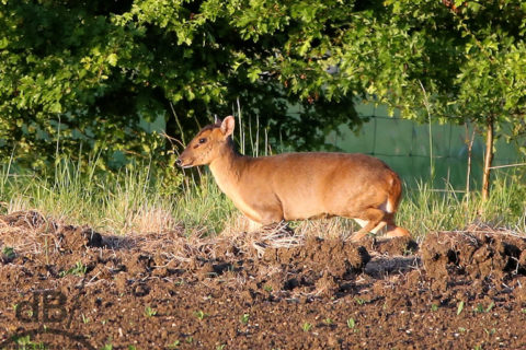 reeves muntjac