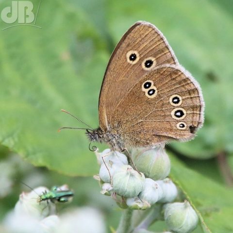 Ringlet butterfly, with swollen-thighed beetle bottom left