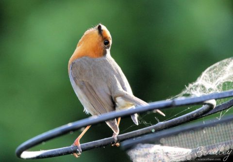 Robin redbreast, Erithacus rubecula