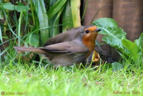 robin-chick-parent