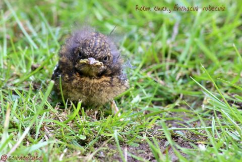 robin-chick