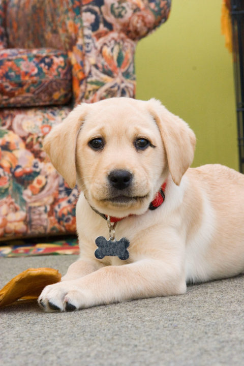 The red colour of our lab's collar would've looked grey to her