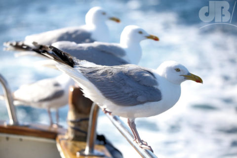 Gulls on the boat during a pelagic birding trip