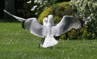 seagulls fighting