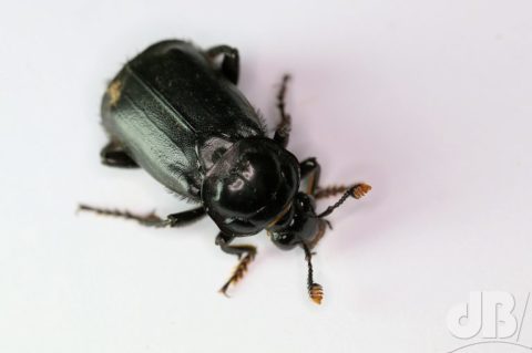 Sexton "Burying" Beetle