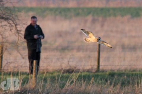 Short-eared owl photographer