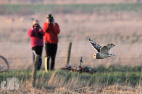 Short-eared owl photographers