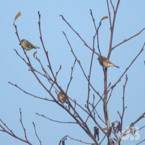 Male Siskin (left) and what looks like two Redpolls)