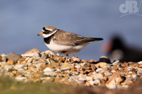 snettisham ringed plover e1530550793560