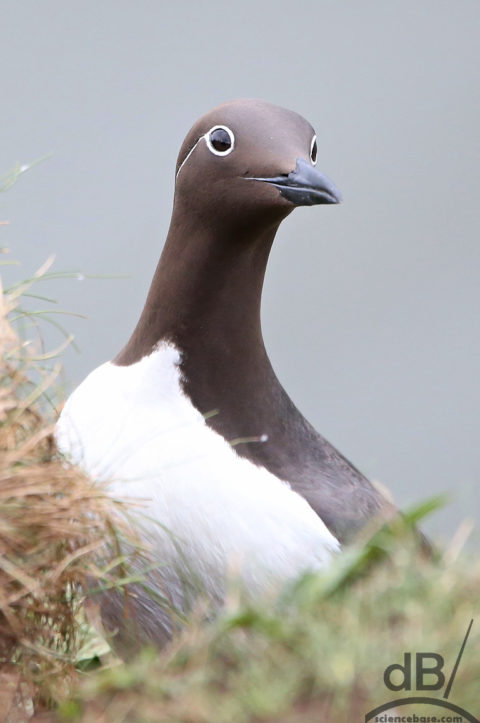 Bridled Guillemot closeup, showing dark, chocolate-coloured head with white eye-ring and "bridle"