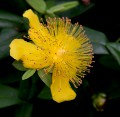 st johns wort flower