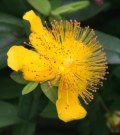 Depressing stuff - St John's wort