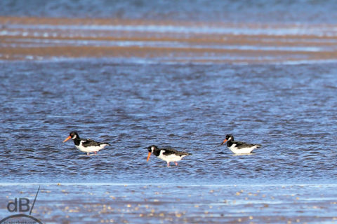 Oystercatcher (Haematopus ostralegus)