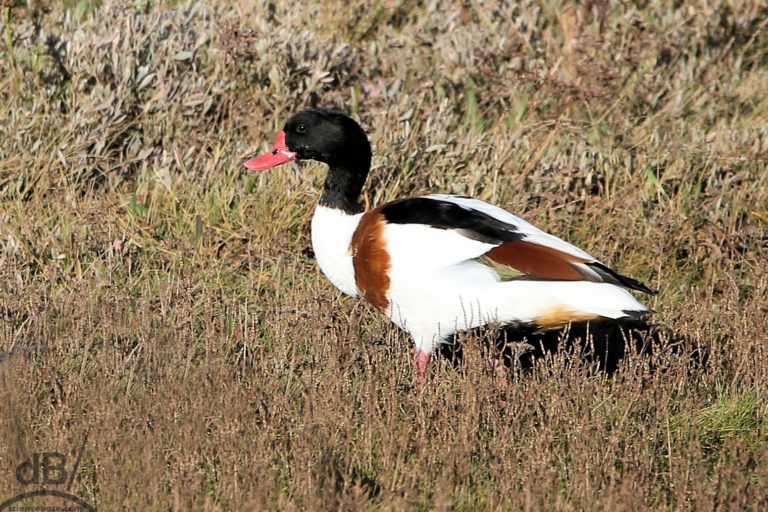 Male shelduck (Tadorna tadorna)