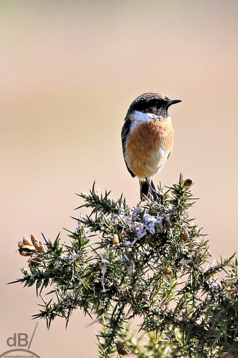 stonechat 1