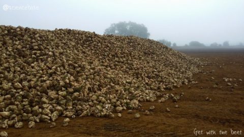 sugarbeet-mountain