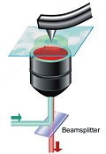 tip enhanced raman spectroscopy