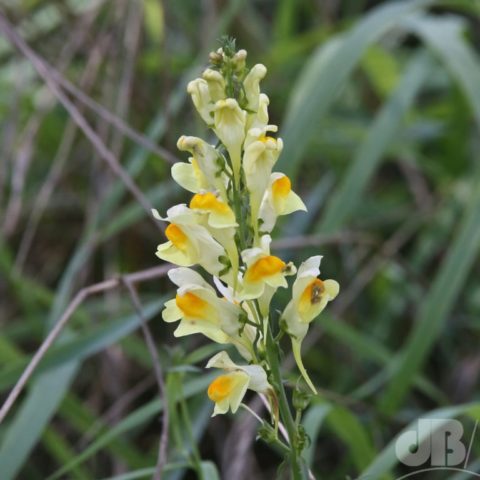 toadflax